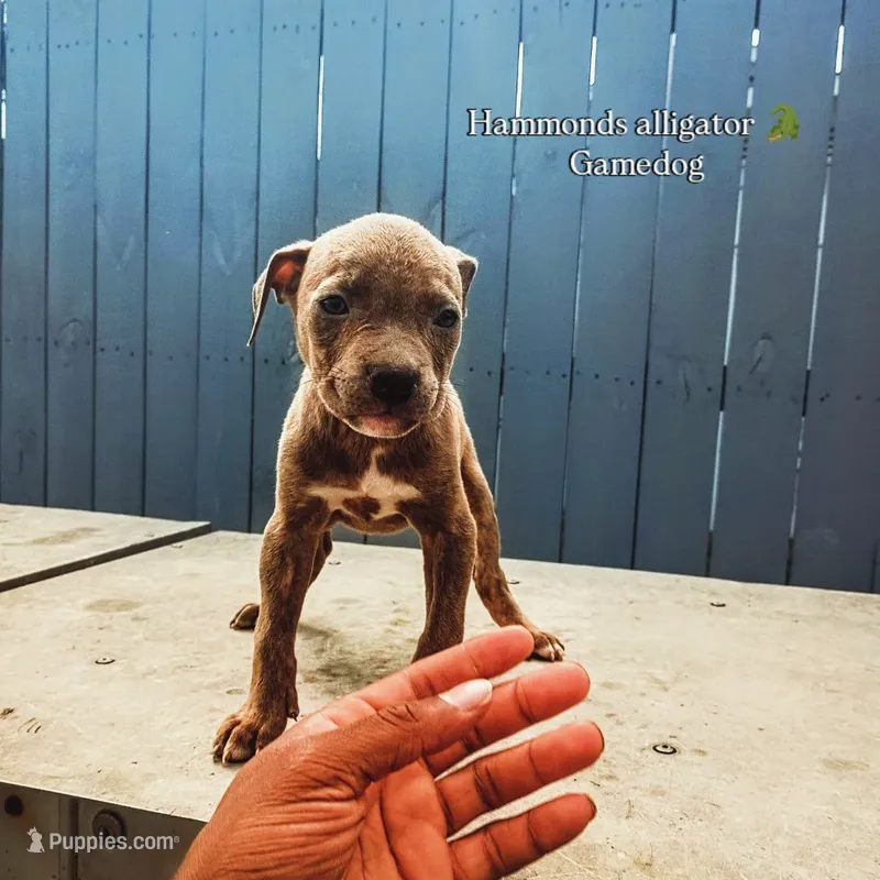Kagomi – American Pit Bull Terrier puppy for sale in Greenville, NC