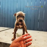 Kagomi, a female American Pit Bull Terrier for sale in Greenville, NC – 1 of 3