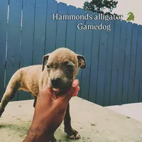 Kagomi, a female American Pit Bull Terrier for sale in Greenville, NC – 2 of 3