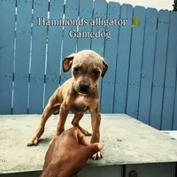 Drolta, a female American Pit Bull Terrier for sale in Greenville, NC – 3 of 4