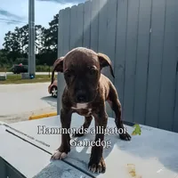 Riot, a male American Pit Bull Terrier for sale in Greenville, NC – 5 of 8