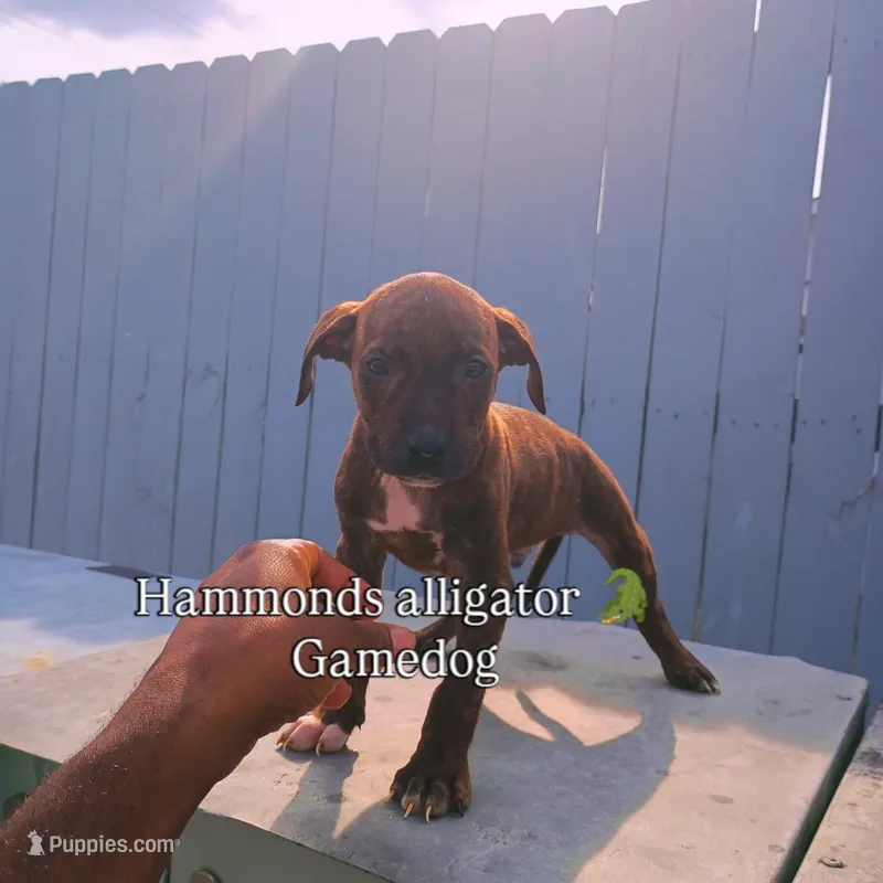 Riot – American Pit Bull Terrier puppy for sale in Greenville, NC