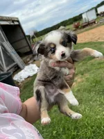 Red , a male Toy Australian Shepherd for sale in Searcy, AR – 3 of 3