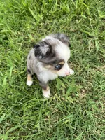 Red , a male Toy Australian Shepherd for sale in Searcy, AR – 2 of 3