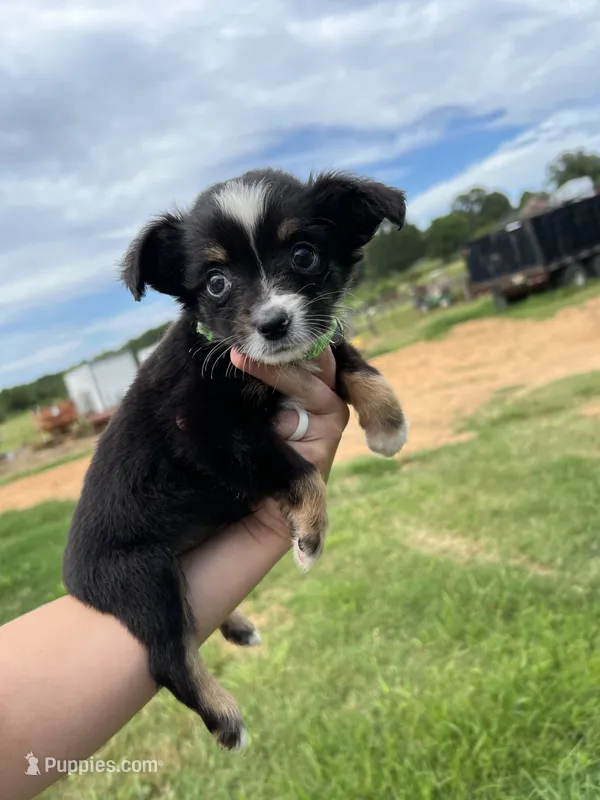 Bubba – Toy Australian Shepherd puppy for sale in Searcy, AR