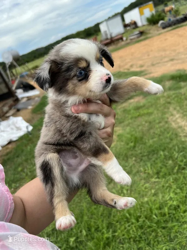 Red  – Toy Australian Shepherd puppy for sale in Searcy, AR