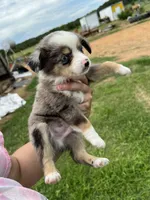 Red , a male Toy Australian Shepherd for sale in Searcy, AR – 1 of 3