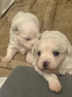 Maltese Puppy, a male Maltese for sale in Dover, DE – 2 of 3
