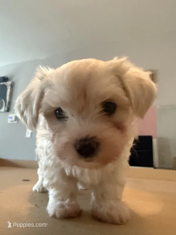 Maltese Puppy – Maltese puppy for sale in Dover, DE