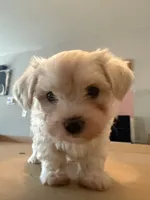 Maltese Puppy, a male Maltese for sale in Dover, DE – 1 of 3