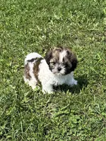 Violets Rainey, a male Chihuahua and Shih Tzu for sale in Cedar Rapids, IA – 3 of 3