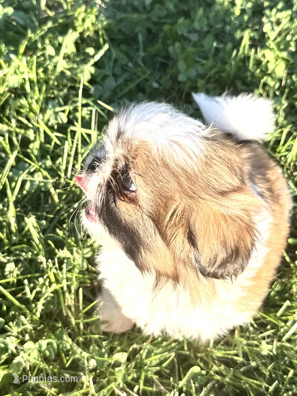 Poppy’s Mellow boy – Shih Tzu puppy for sale in Cedar Rapids, IA