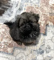 Rhonda’s Bitty Boy, a male Shih Tzu for sale in Mount Vernon, IA – 2 of 4