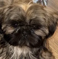 Daisy, a female Shih Tzu for sale in Cedar Rapids, IA – Photo 1 of 5