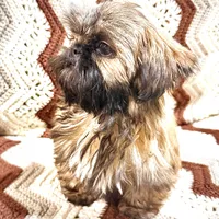Daisy , a female Shih Tzu for sale in Cedar Rapids, IA – Photo 5 of 5