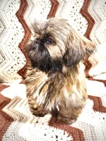 Daisy, a female Shih Tzu for sale in Cedar Rapids, IA – Photo 5 of 5