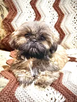 Daisy, a female Shih Tzu for sale in Cedar Rapids, IA – Photo 3 of 5