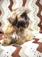 Daisy, a female Shih Tzu for sale in Cedar Rapids, IA – Photo 4 of 5