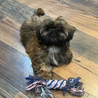 Daisy , a female Shih Tzu for sale in Cedar Rapids, IA – Photo 4 of 5