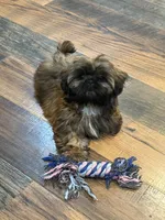 Daisy, a female Shih Tzu for sale in Cedar Rapids, IA – Photo 2 of 5