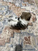 Markey Mark, a male Shih Tzu for sale in Mount Vernon, IA – 3 of 5
