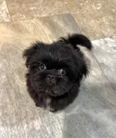 Pending Jock , a male Chihuahua and Shih Tzu for sale in Cedar Rapids, IA – Photo 1 of 2