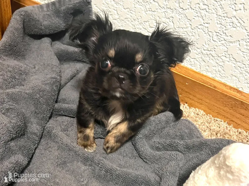 Famous Amos – Chihuahua puppy for sale in Mount Vernon, IA