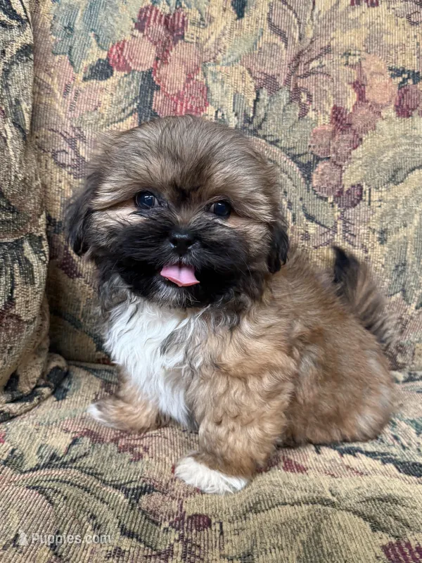 Oregon Bound Seamus is available  – Shih Tzu puppy for sale in Cedar Rapids, IA