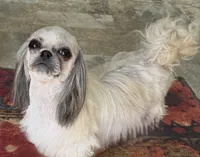 Tommy *Sale! $250 off thru July 15th. Board details too! , a male Shih Tzu for sale in Cedar Rapids, IA – 5 of 5