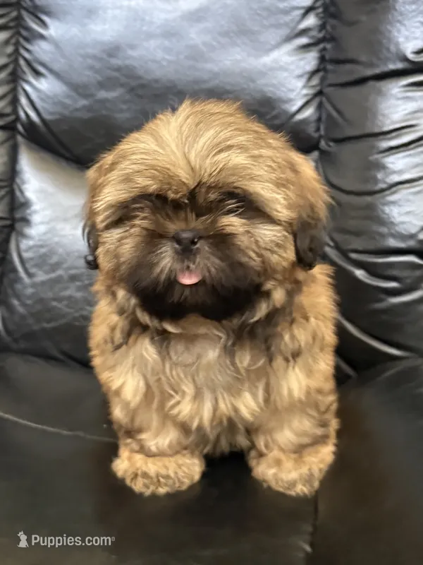 Tommy – Shih Tzu puppy for sale in Cedar Rapids, IA