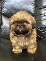 Tommy, a male Shih Tzu for sale in Cedar Rapids, IA – 1 of 4