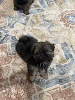 Rhonda’s Bitty Boy, a male Shih Tzu for sale in Mount Vernon, IA – 3 of 4