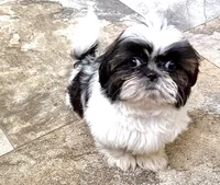 Little Timmy , a male Shih Tzu for sale in Cedar Rapids, IA – 2 of 5