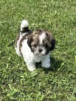 Violets Rainey, a male Chihuahua and Shih Tzu for sale in Cedar Rapids, IA – 2 of 3