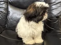 Little Timmy , a male Shih Tzu for sale in Cedar Rapids, IA – 3 of 5