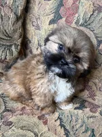 Oregon Bound Seamus is available , a male Shih Tzu for sale in Cedar Rapids, IA – 2 of 8
