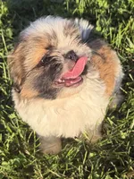 Poppy’s Mellow boy, a male Shih Tzu for sale in Cedar Rapids, IA – 3 of 4