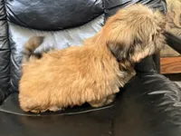Tommy, a male Shih Tzu for sale in Cedar Rapids, IA – 2 of 4