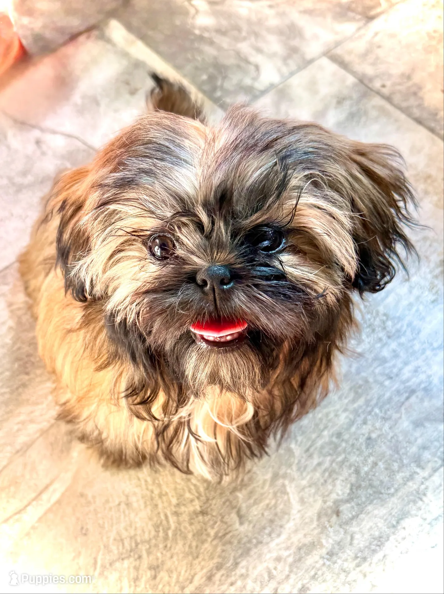 Daisy  – Shih Tzu puppy for sale in Cedar Rapids, IA