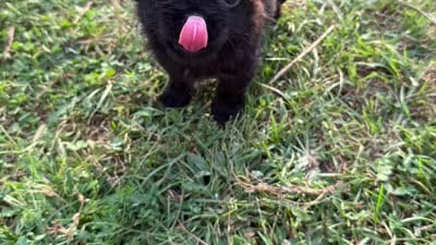 Tiny Jazzy, a female Chihuahua and Shih Tzu for sale in Mount Vernon, IA – 4 of 4