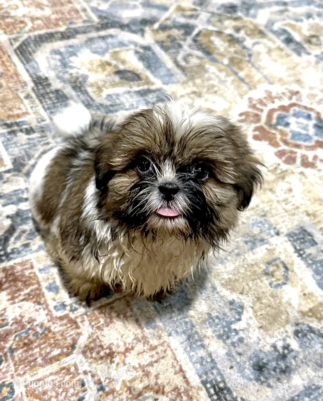 AKC Mario – Shih Tzu puppy for sale in Mount Vernon, IA