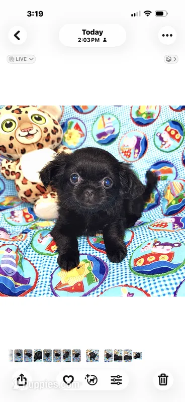 Tiny Jazzy – Chihuahua, Shih Tzu puppy for sale in Mount Vernon, IA