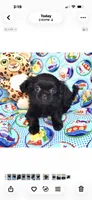 Tiny Jazzy, a female Chihuahua and Shih Tzu for sale in Mount Vernon, IA – 1 of 4