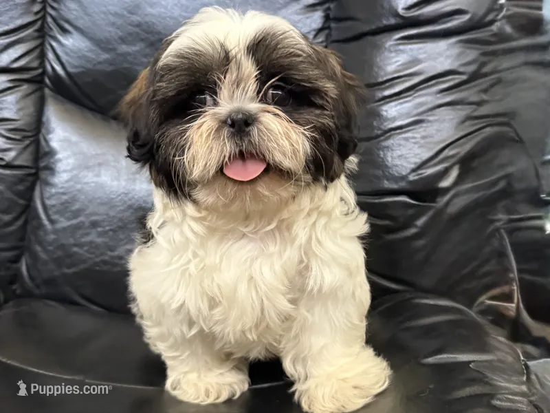 Big Tim – Shih Tzu puppy for sale in Cedar Rapids, IA