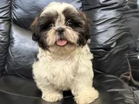 Big Tim, a male Shih Tzu for sale in Cedar Rapids, IA – 6 of 10