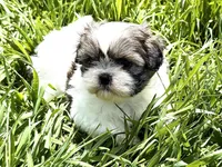 Maeve, a female Shih Tzu for sale in Cedar Rapids, IA – 2 of 2