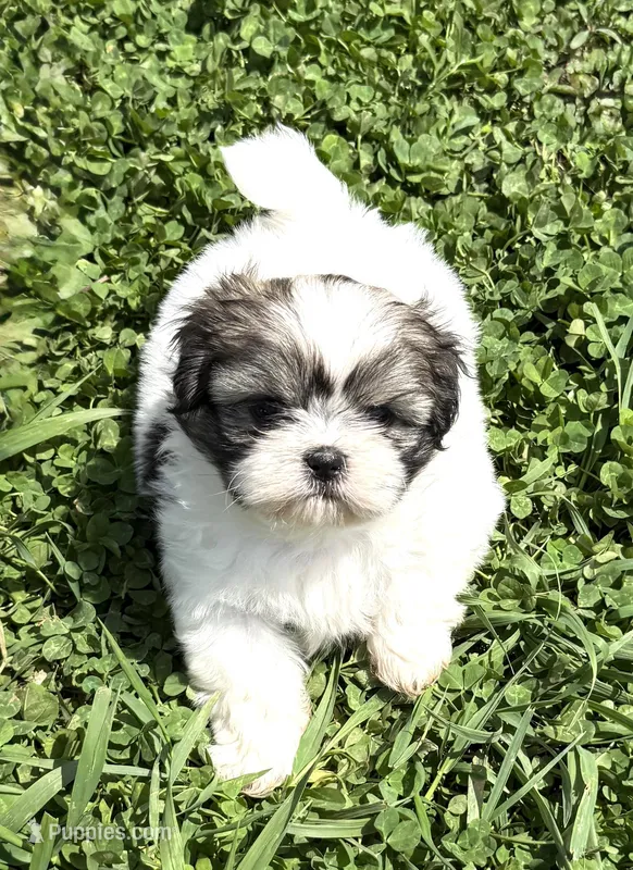 Maeve – Shih Tzu puppy for sale in Cedar Rapids, IA