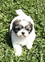 Maeve, a female Shih Tzu for sale in Cedar Rapids, IA – 1 of 2