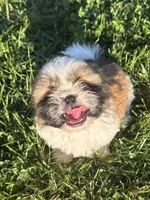Poppy’s Mellow boy, a male Shih Tzu for sale in Cedar Rapids, IA – 2 of 4