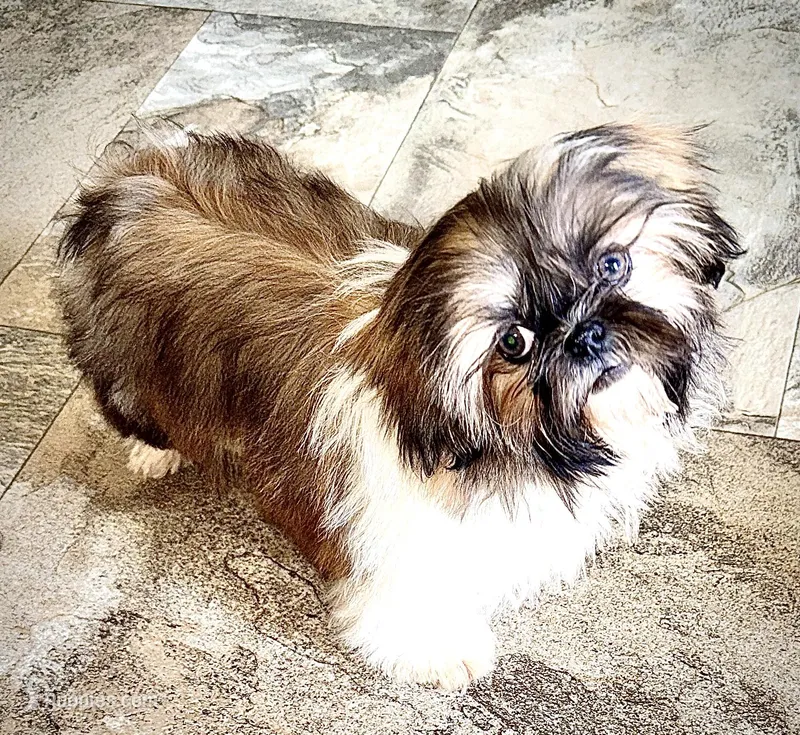 Imperial Lily   – Shih Tzu puppy for sale in Cedar Rapids, IA